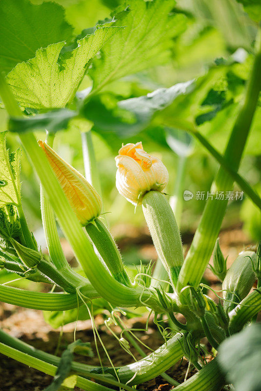 菜园里的蔬菜。开花的西葫芦/西葫芦。